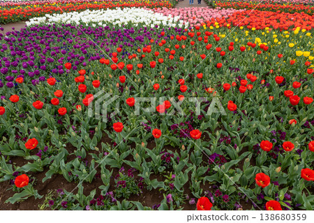 Springtime at Akebonoyama Agricultural Park: A field of tulips in full bloom. 138680359