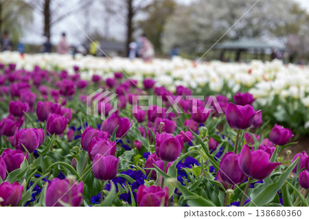 Springtime at Akebonoyama Agricultural Park: A field of tulips in full bloom. 138680360