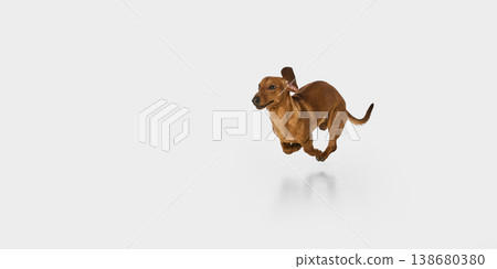 Brown dachshund dog running isolated on white background 138680380