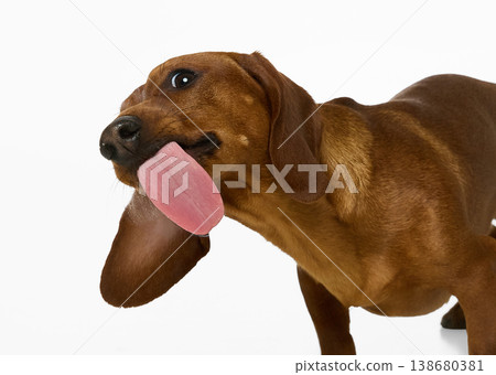 Close up dachshund dog licking tongue with funny expression on clean background. Close up dachshund dog licking tongue with funny expression on clean background. 138680381