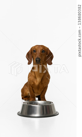 Dachshund dog sitting in front of metal bowl waiting for food on minimal background. Dachshund dog sitting in front of metal bowl waiting for food on minimal background. 138680382