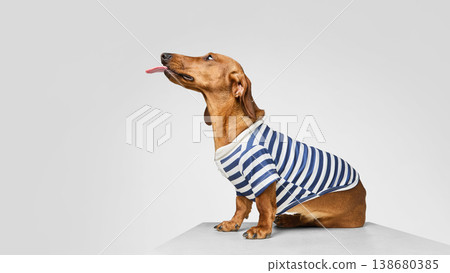 Dachshund dog in striped shirt sitting with tongue out looking up. Dachshund dog in striped shirt sitting with tongue out looking up. 138680385