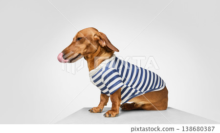 Dachshund dog in striped shirt sitting sideways licking nose 138680387