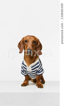 Dachshund dog wearing striped shirt sitting on pedestal looking at camera. Dachshund dog wearing striped shirt sitting on pedestal looking at camera. 138680389