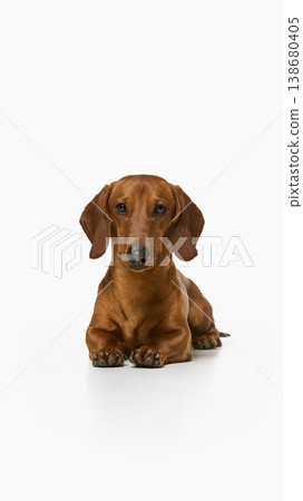 Brown dachshund dog lying and looking at camera isolated on white background Brown dachshund dog lying and looking at camera isolated on white background 138680405