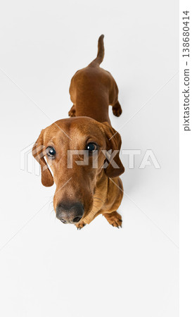 Brown dachshund dog close up looking at camera isolated on white background. Brown dachshund dog close up looking at camera isolated on white background. 138680414
