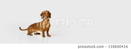 Brown dachshund dog standing isolated on white background. Banner 138680416