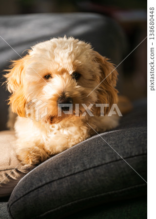 Portrait of a Maltipoo Puppy Resting on a Blue Sofa Cushion Portrait of a Maltipoo Puppy Resting on a Blue Sofa Cushion 138680448