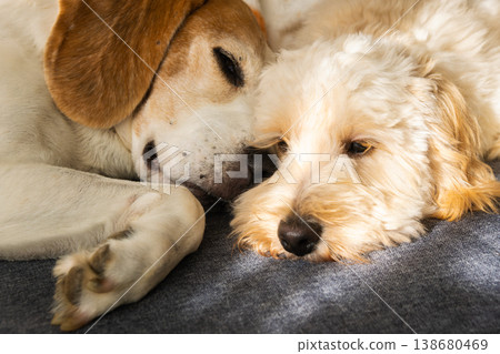Maltipoo and Beagle Dogs Cuddling Together During a Nap Maltipoo and Beagle Dogs Cuddling Together During a Nap 138680469
