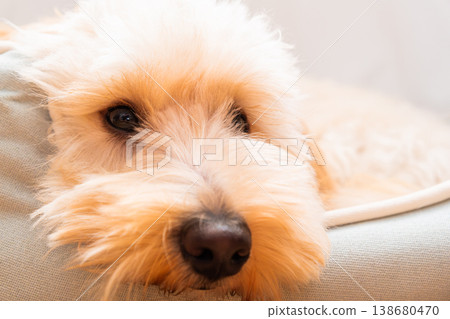 Extreme Close Up Portrait of a Maltipoo Puppy Face 138680470