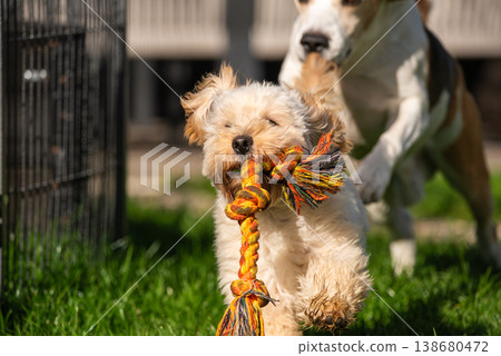 Excited Maltipoo Puppy Carrying Rope Toy While Being Chased by Beagle Excited Maltipoo Puppy Carrying Rope Toy While Being Chased by Beagle 138680472