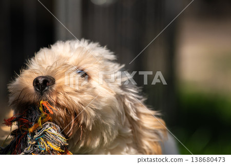 Maltipoo Puppy Looking Up with Toy in Mouth 138680473