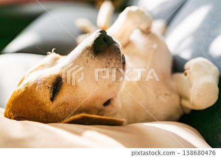 Beagle Dog Sleeping on its Back on a Sofa in Bright Sunlight Beagle Dog Sleeping on its Back on a Sofa in Bright Sunlight 138680476