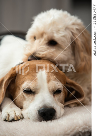 Maltipoo Puppy Resting its Head on a Sleeping Beagle Dog Maltipoo Puppy Resting its Head on a Sleeping Beagle Dog 138680477