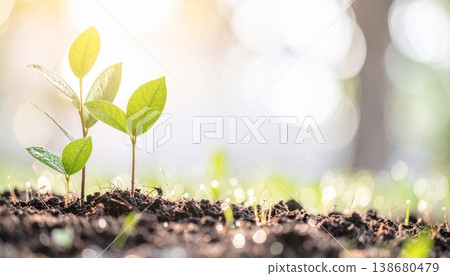 green seedlings in new life concept green seedlings in new life concept 138680479