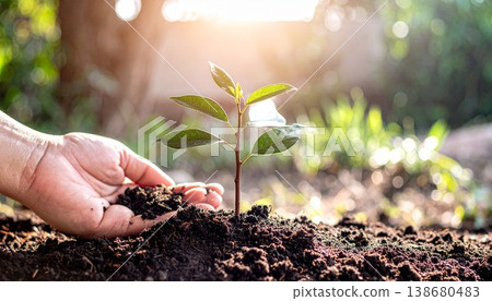 hand planting young plant in soil 138680483