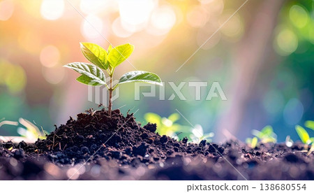 green seedlings in new life concept green seedlings in new life concept 138680554