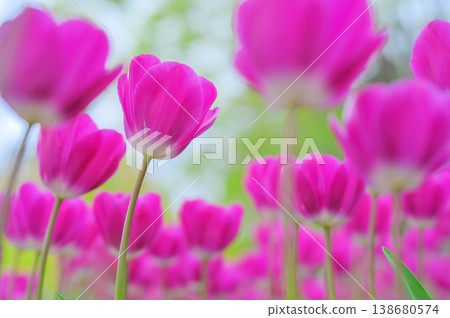 Pink tulips blooming in a spring park against a green background. Pink tulips blooming in a spring park against a green background. 138680574
