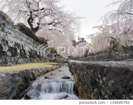靜岡縣，大石寺：通往寺廟的水道和垂枝櫻花，3 月。 138680762