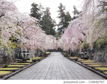 Shizuoka Prefecture, Taiseki-ji Temple: The approach to the temple is lined with weeping cherry trees in full bloom, March. 138680767