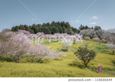 栃木縣益子町小燒古堀群的櫻花和油菜花景色:藍天下的春日花田。 栃木縣益子町小燒古堀群的櫻花和油菜花景色:藍天下的春日花田。 138680844