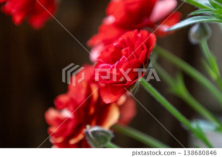 Spring-blooming Ranunculus Lux Hades Spring-blooming Ranunculus Lux Hades 138680846