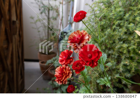 Spring-blooming Ranunculus Lux Hades Spring-blooming Ranunculus Lux Hades 138680847