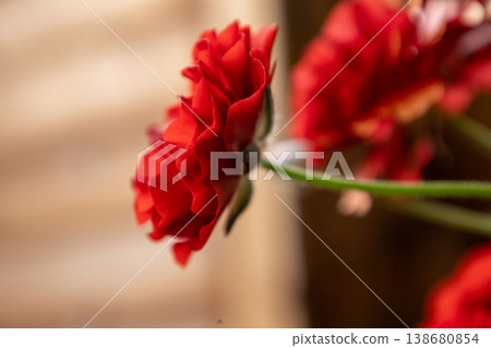 Spring-blooming Ranunculus Lux Hades Spring-blooming Ranunculus Lux Hades 138680854
