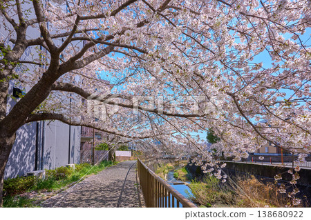 View of the eastern side of Misawa River Sakura Street (including Suisha Bridge) from near Kameyama Bridge in Higashinaganuma, Inagi City, Tokyo. View of the eastern side of Misawa River Sakura Street (including Suisha Bridge) from near Kameyama Bridge in Higashinaganuma, Inagi City, Tokyo. 138680922