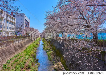 春天，從馬橋橋往東京稻城市三澤川沿著櫻街的稻城政廳方向。 138680926