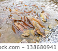 Carp that pounce on the bait 138680941