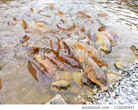 Carp that pounce on the bait Carp that pounce on the bait 138680941