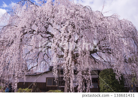 Honmanji Temple in bloom with cherry blossoms; Myoken-san in Demachi, a famous spot for weeping cherry trees; Kyoto tourist spots Honmanji Temple in bloom with cherry blossoms; Myoken-san in Demachi, a famous spot for weeping cherry trees; Kyoto tourist spots 138681431