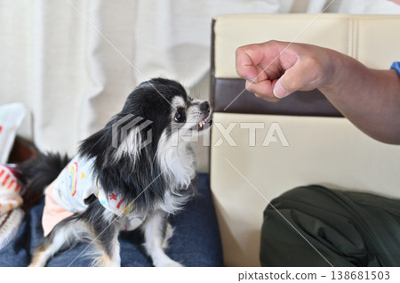 My Chihuahua is acting aggressively while playing with its owner. My Chihuahua is acting aggressively while playing with its owner. 138681503