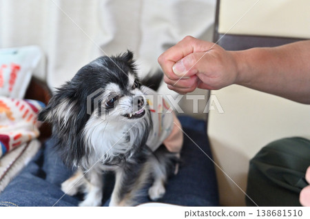 我的吉娃娃在和主人玩耍時表現出攻擊性。 138681510