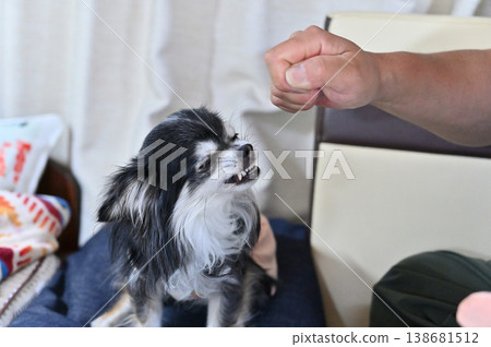 My Chihuahua is acting aggressively while playing with its owner. My Chihuahua is acting aggressively while playing with its owner. 138681512
