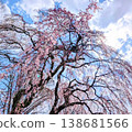 Cherry blossoms bathed in sunlight 138681566