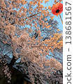 Cherry blossoms at dusk 138681567