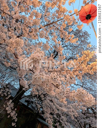 Cherry blossoms at dusk 138681567