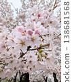 Cherry tree in full bloom  138681568