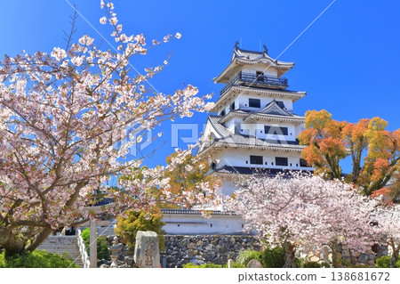 【愛媛郡】今治城天守閣櫻花盛開 【愛媛郡】今治城天守閣櫻花盛開 138681672