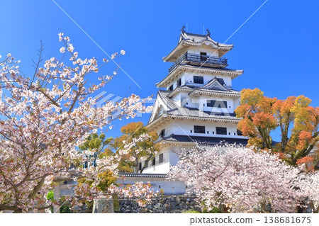 [Ehime Prefecture] Imabari Castle keep with cherry blossoms in full bloom 138681675