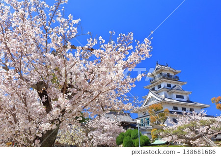 [Ehime Prefecture] Imabari Castle keep with cherry blossoms in full bloom 138681686