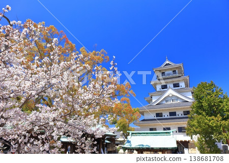 [Ehime Prefecture] Imabari Castle keep with cherry blossoms in full bloom 138681708