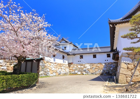 [Ehime Prefecture] Imabari Castle Iron Gate with cherry blossoms in full bloom 138681722