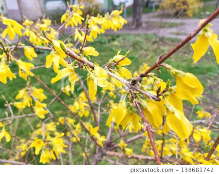 Golden Bells of Spring 138681742