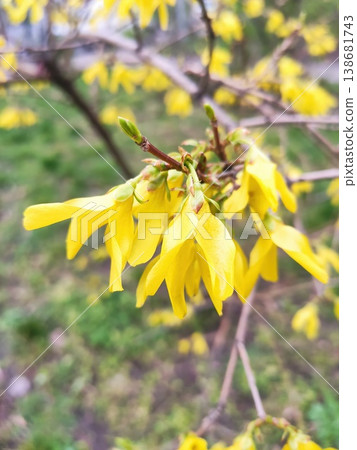 A Branch of Sunbeams 138681743