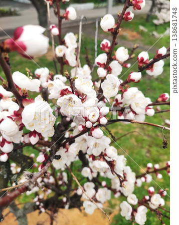 The Apricot Awakening The Apricot Awakening 138681748