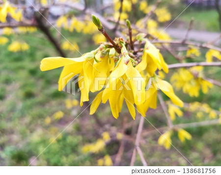 Early April Emerald and Gold Early April Emerald and Gold 138681756