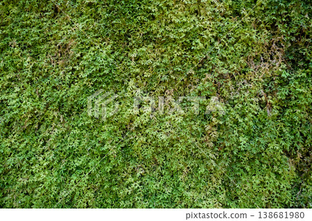 Green Moss Fern Wall 138681980